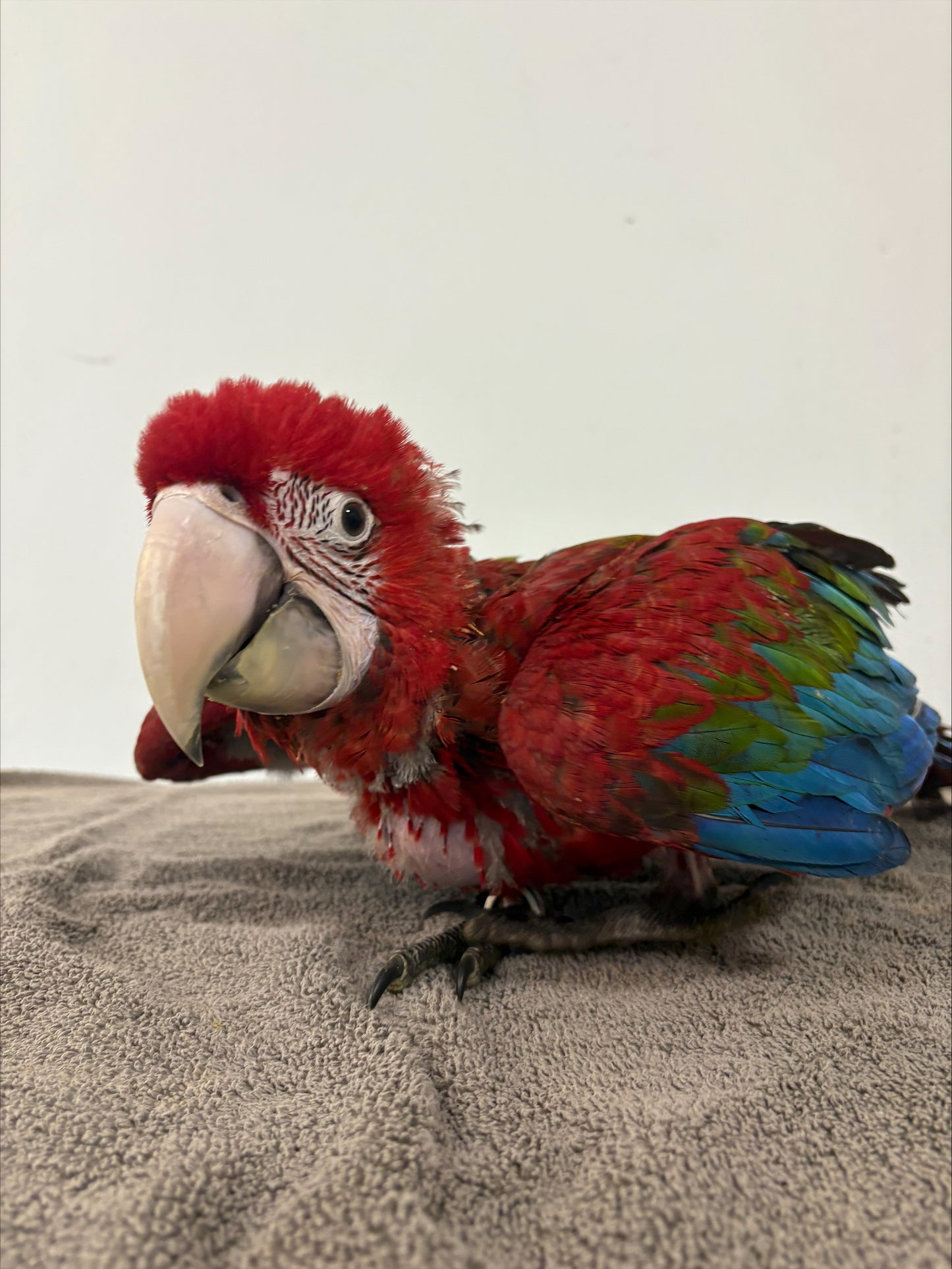 Green Wing Macaw