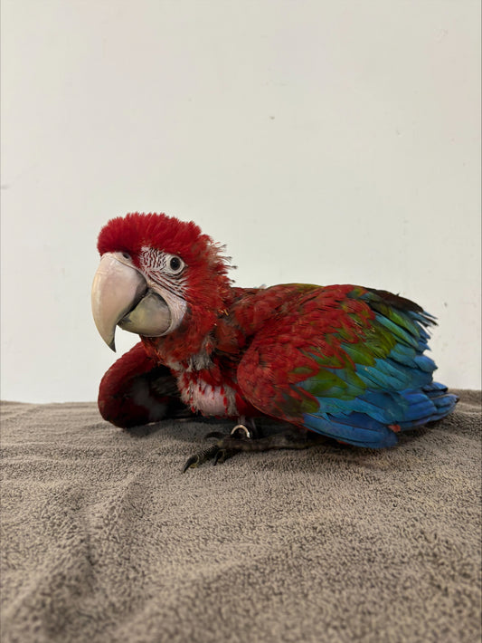 Green Wing Macaw